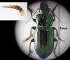 Harpalus honestus